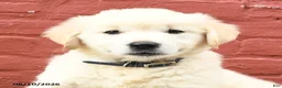 Golden Retriever dogs for sale: Vicki - Ad 5