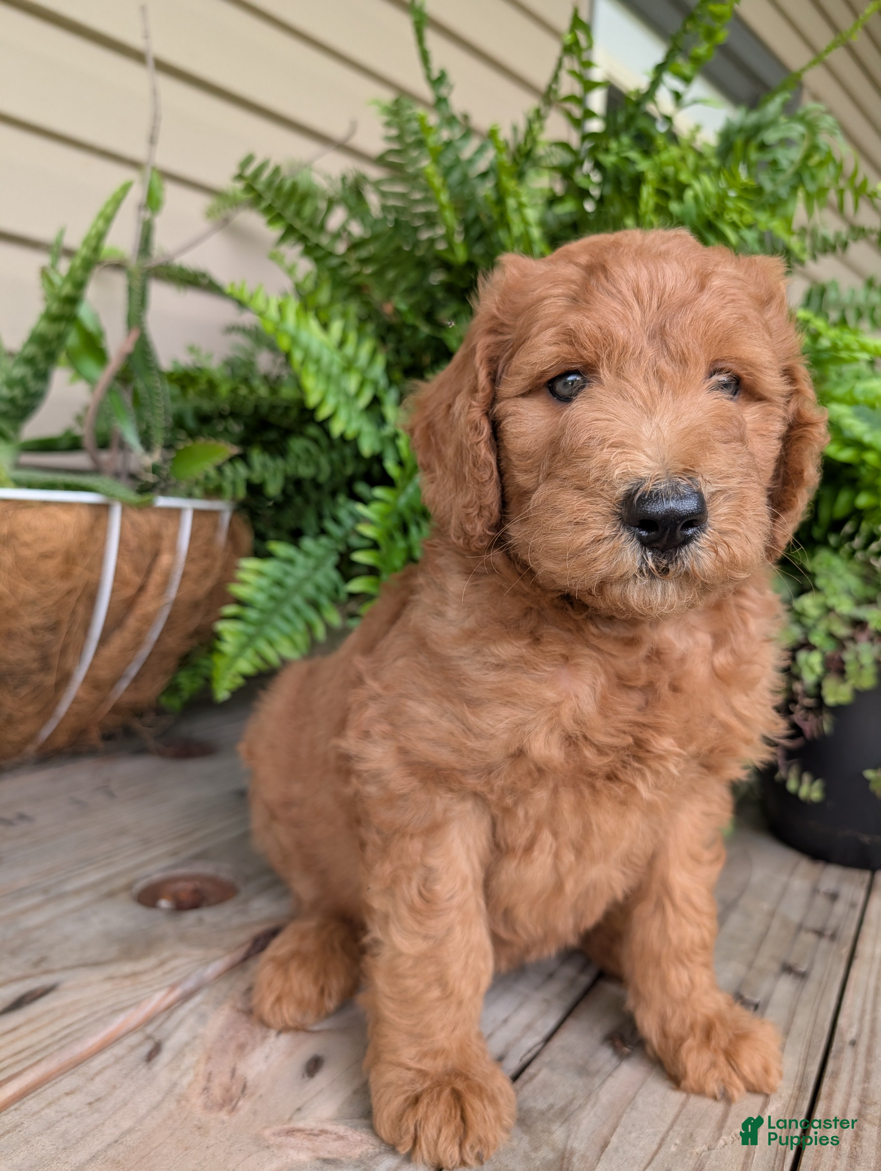 Goldendoodle dogs Lincoln  - Ad 1