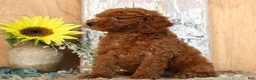 Miniature Poodle dogs for sale: Neo - Ad 6