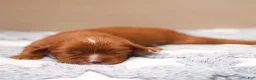 Cavalier King Charles Spaniel dogs for sale: Finn Cavalier King Charles Spaniel  - Ad 4