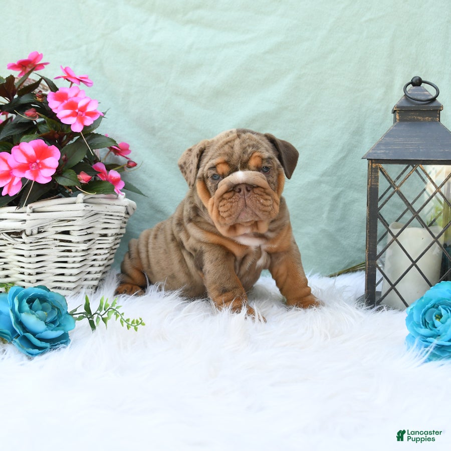 English Bulldog dogs Crinkles - Ad 2