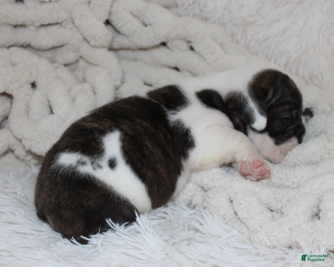 English Bulldog dogs for sale: Harry - Ad 2