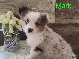 Miniature Australian Shepherd dogs for sale: Mark - Ad 1