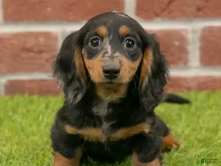 Miniature Dachshund dogs Becky - Ad 28