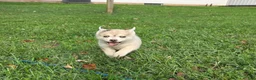 Pomsky dogs for sale: Honeysuckle  - Ad 5