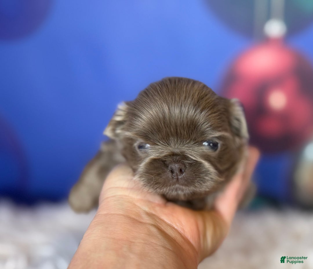 Pekingese dogs for sale: AKC DNA OFA Buddy lilac - Ad 1