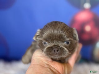 Pekingese dogs AKC DNA OFA Buddy lilac - Ad 2