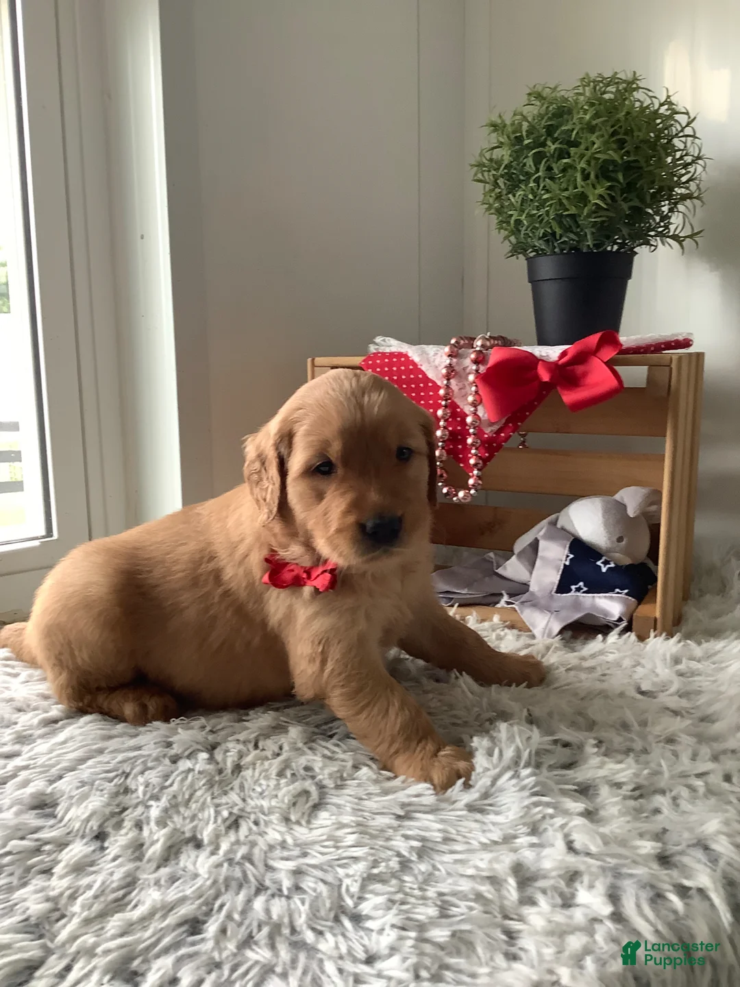 Golden Retriever dogs for sale: Golden Retriever Kallie  - Ad 1