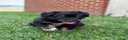 Australian Shepherd dogs for sale: Rowan - Ad 4