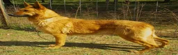 German Shepherd dogs for sale: Ace - Ad 3