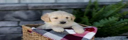Golden Retriever dogs for sale: Blaze - Ad 3