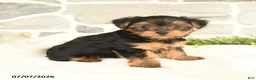 Yorkshire Terrier dogs for sale: Shasta - Ad 3