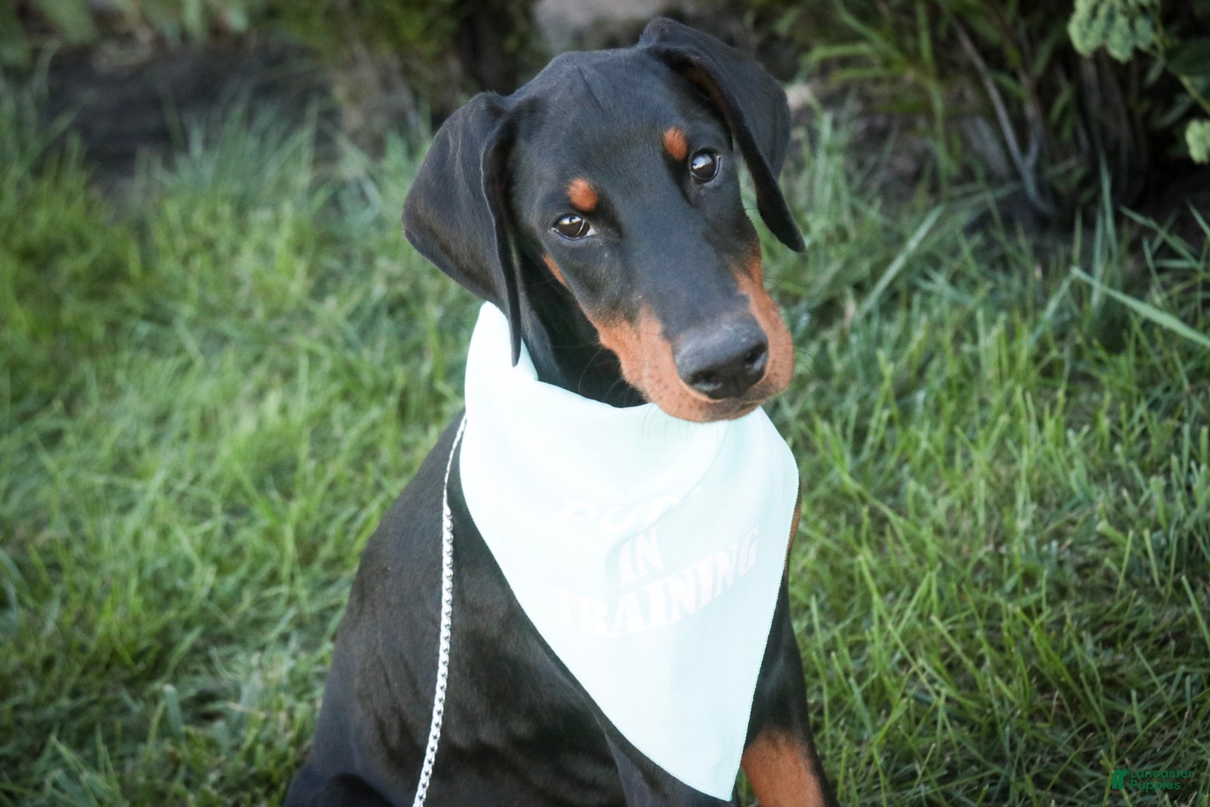 Doberman Pinscher dogs Malcolm - Ad 2