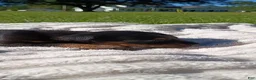 Doberman Pinscher dogs for sale: Raven - Ad 5