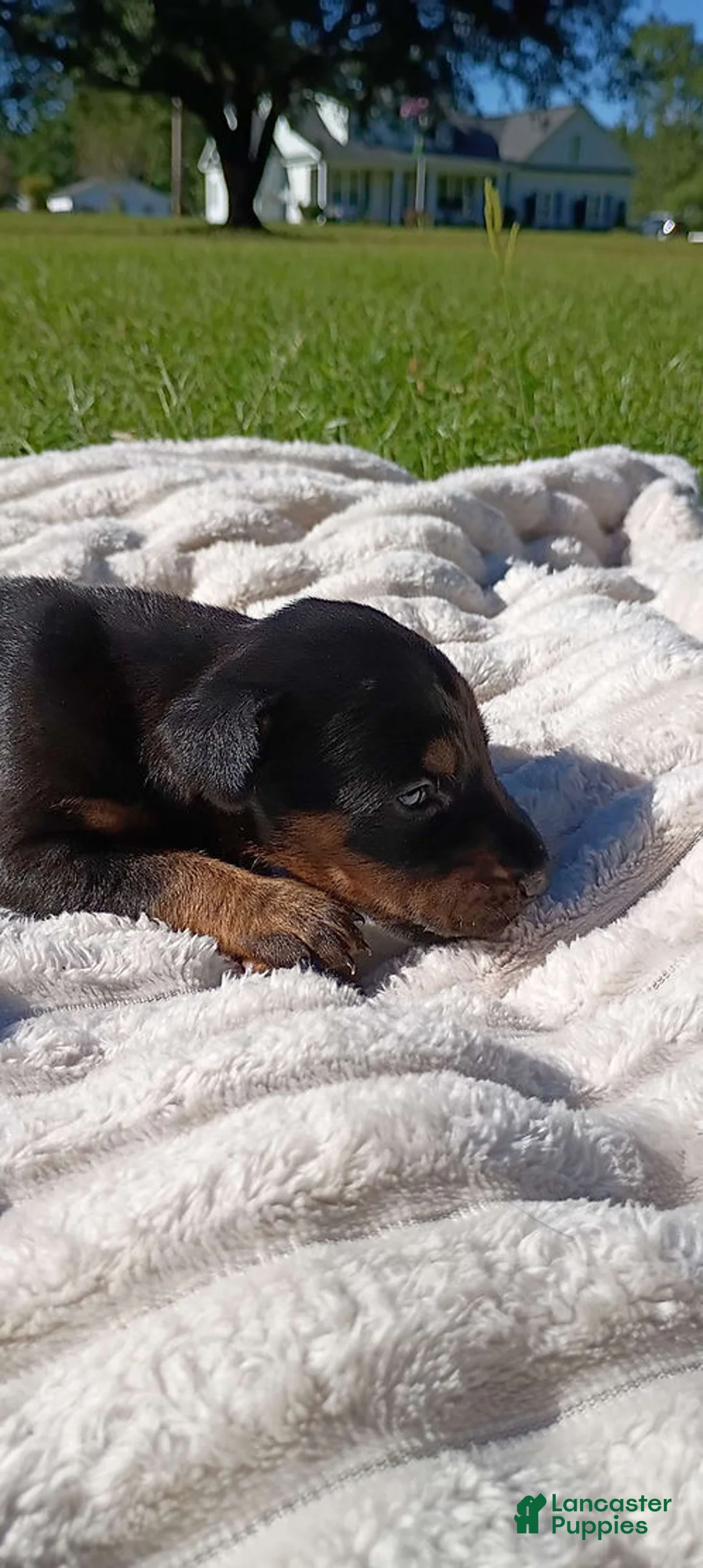 Doberman Pinscher dogs for sale: Raven - Ad 5