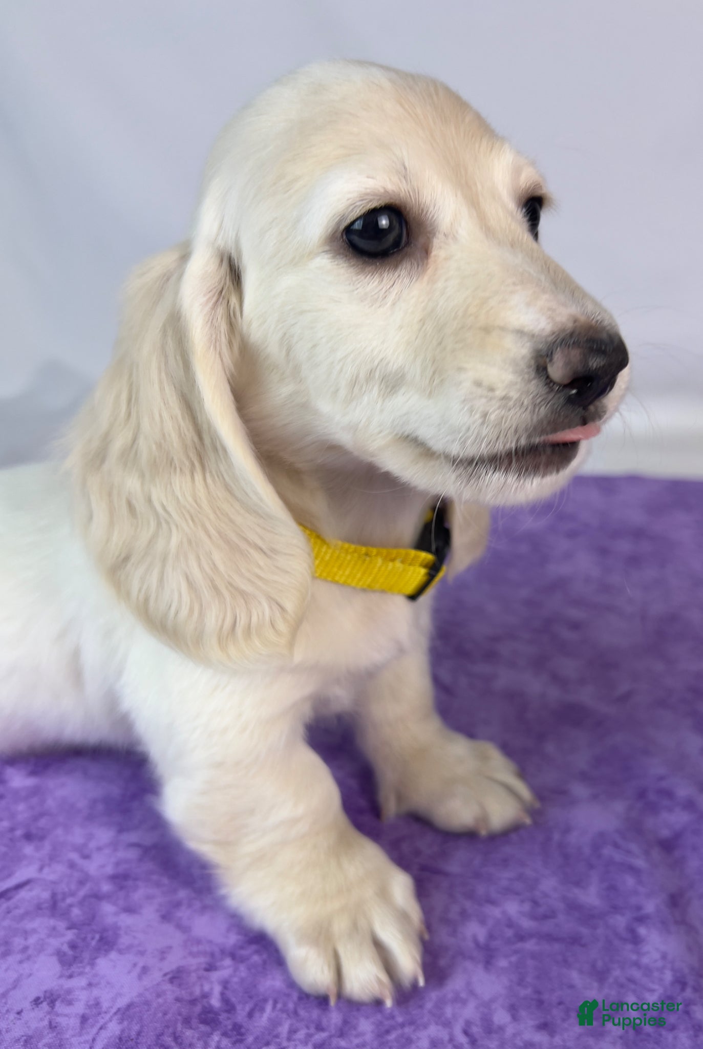 Miniature Dachshund dogs Mozzarella - Ad 1