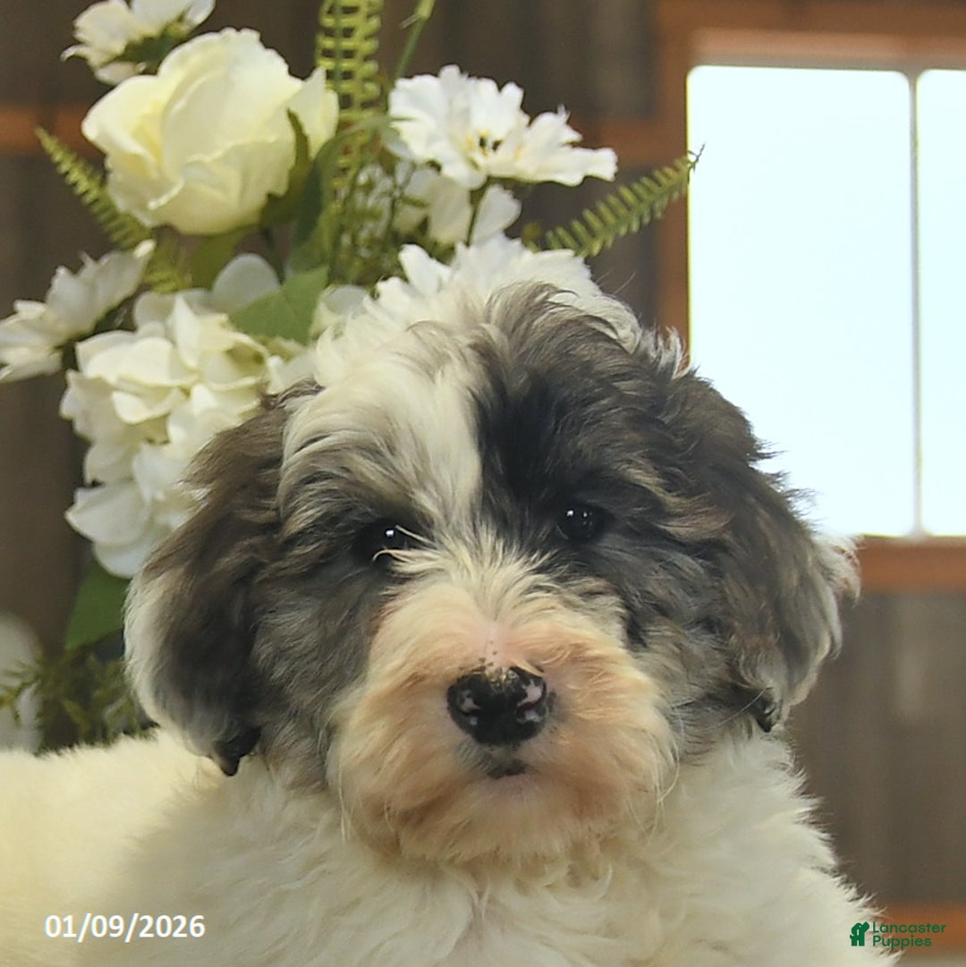 Sheepadoodle dogs for sale: Flori  - Ad 5