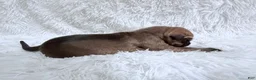Great Dane dogs for sale: Latte - Ad 13