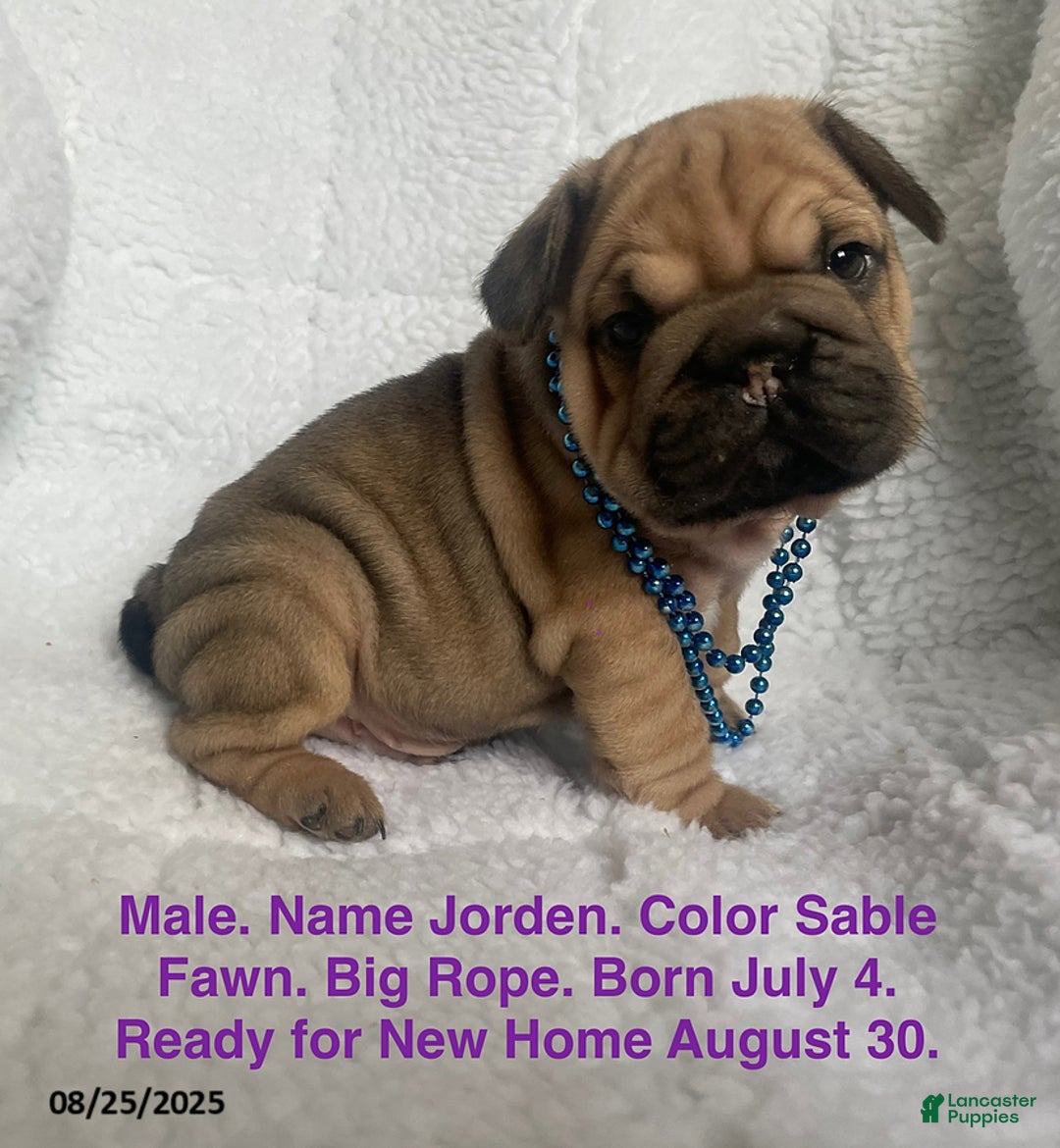 Big Rope French Bulldog Shar Pei Mix Puppies Frenchie Pei For Sale