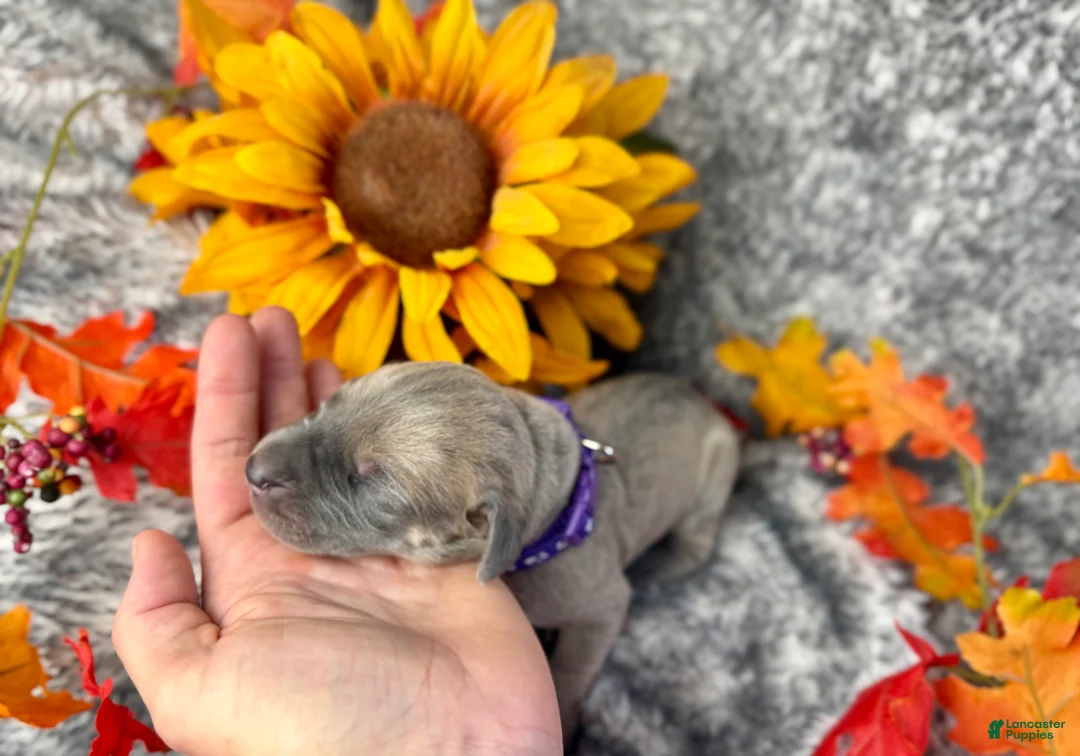 Great Dane dogs for sale: Blue fawn (Heavy Euro) - Ad 18