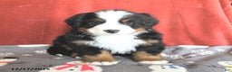 Bernese Mountain Dog dogs for sale: Big Ben - Ad 3