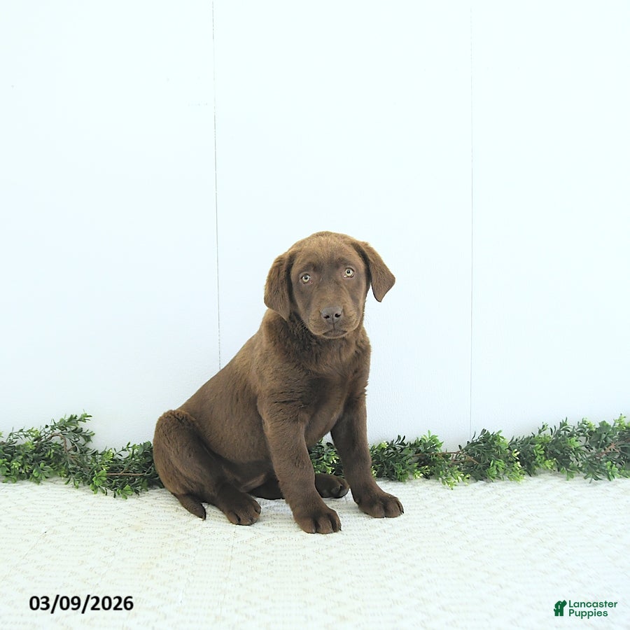Labrador Retriever dogs Nova - Ad 1