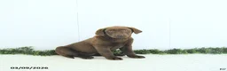 Labrador Retriever dogs for sale: Nova - Ad 1