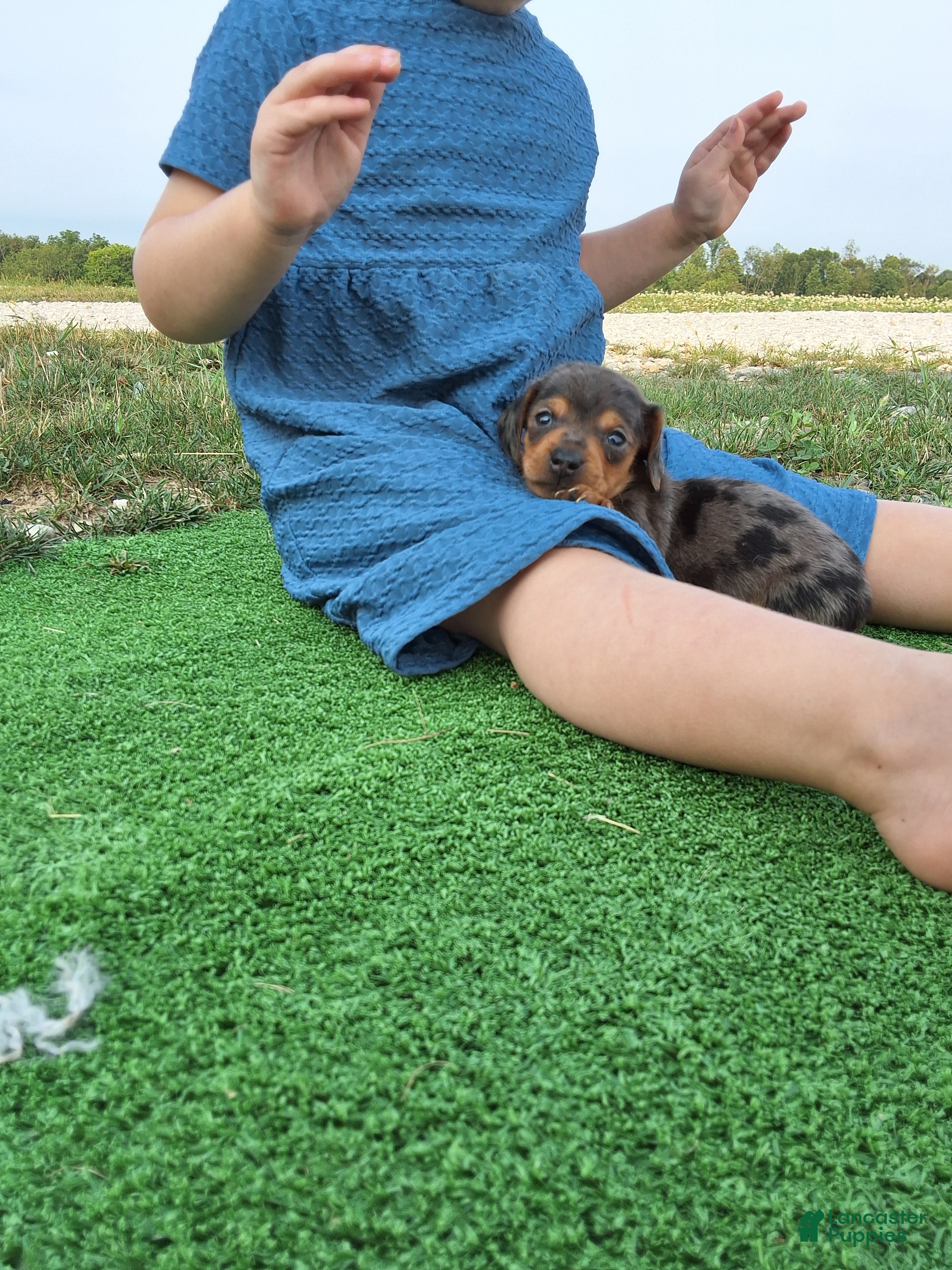Dachshund dogs Tanner  - Ad 37