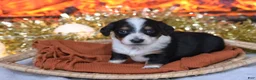 Dachshund dogs for sale: Sparkles - Ad 3