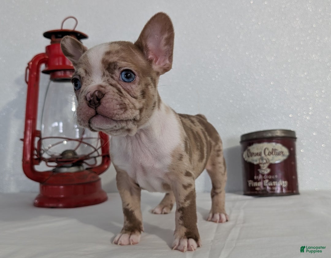 Frenchton dogs for sale: Logan - Ad 8