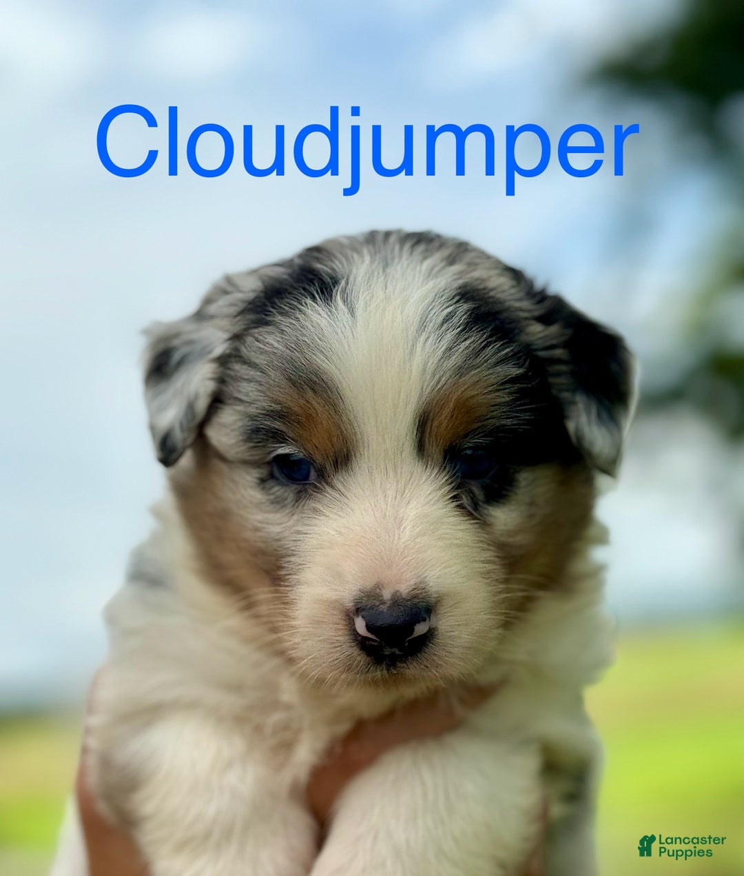 Australian Shepherd dogs for sale: Toothless - Ad 11