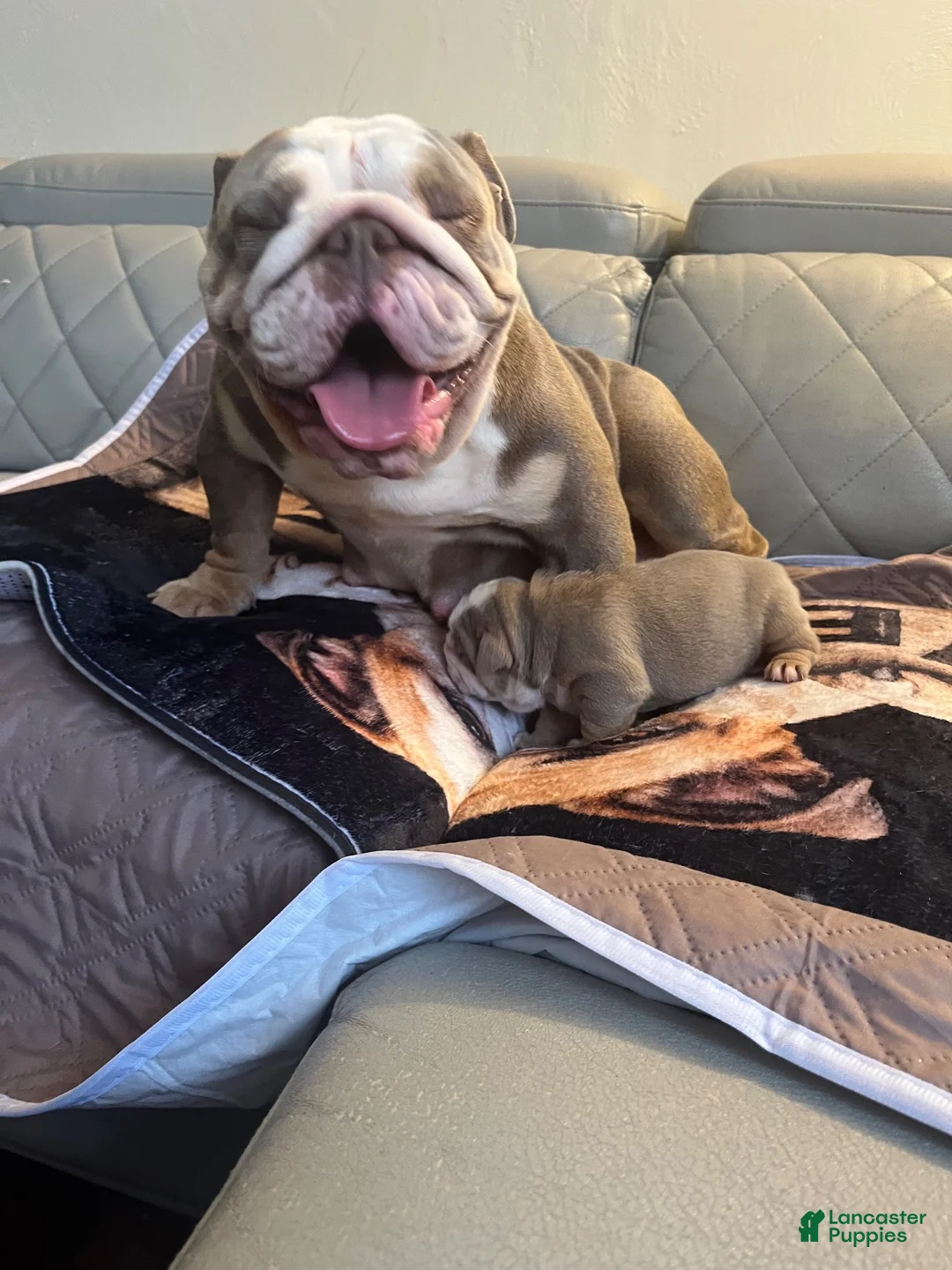 English Bulldog dogs for sale: English Bulldog 2 - Ad 2