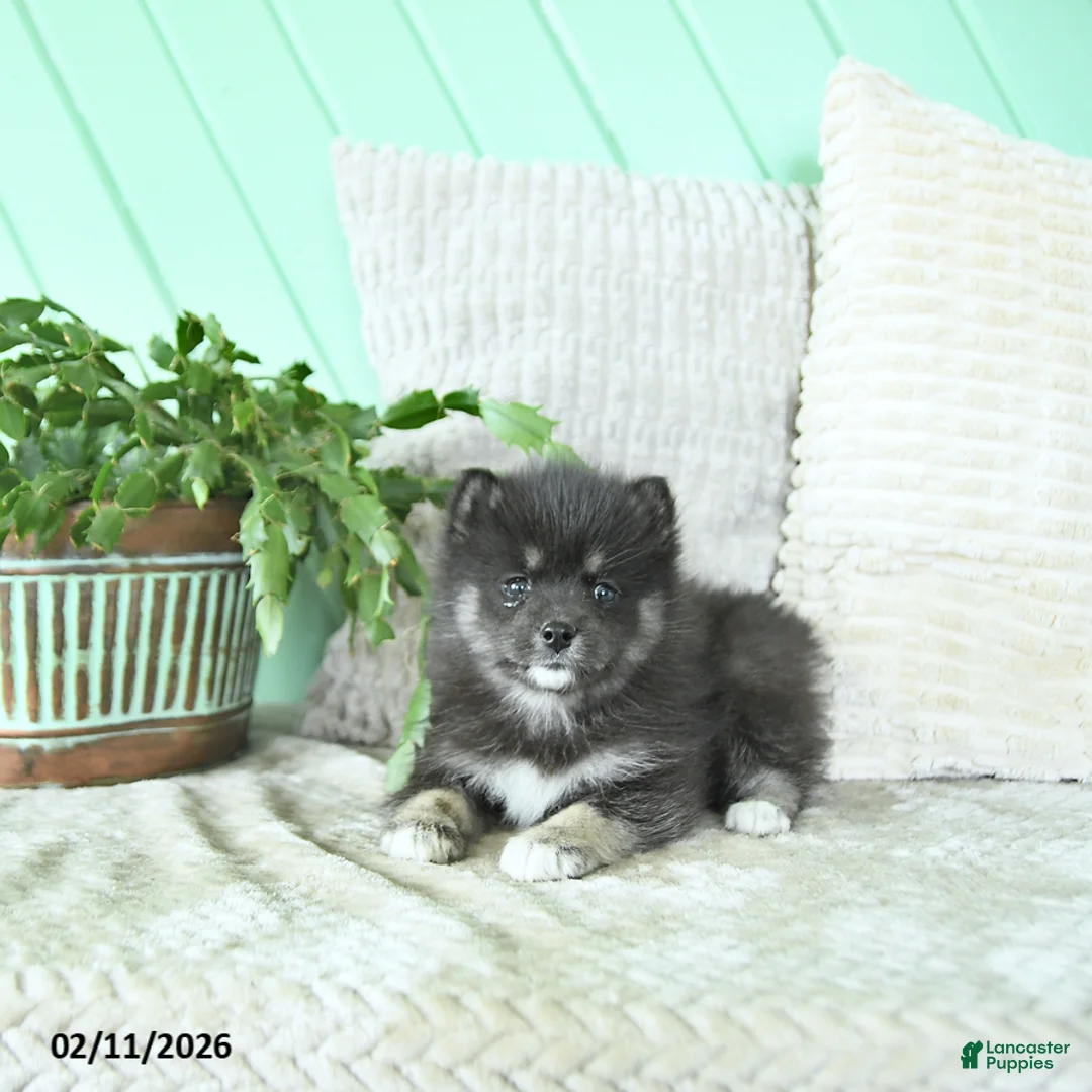 Pomsky dogs for sale: Luna  - Ad 4