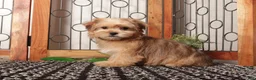 Shorkie dogs for sale: Mona Cute Shorkie  - Ad 4