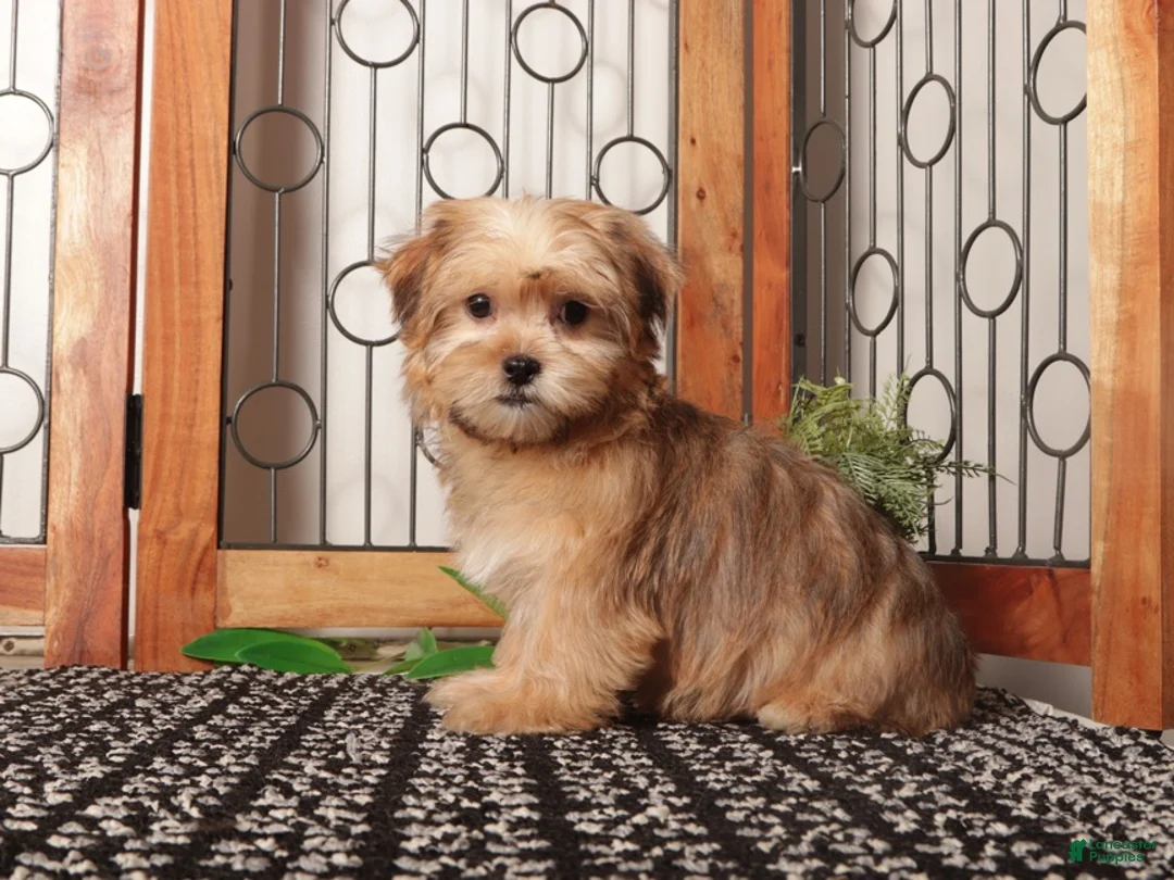 Shorkie dogs for sale: Mona Cute Shorkie  - Ad 4