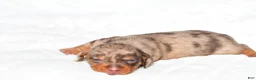 Miniature Dachshund dogs for sale: Holly - Ad 5