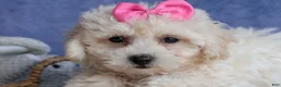 Bichpoo dogs for sale: NANCY - Ad 4