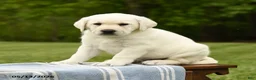Labrador Retriever dogs for sale: Sheldon - Ad 4