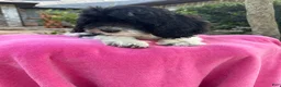 Mixed Breed dogs for sale: Designer Doodle - Ad 1