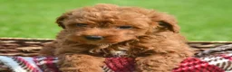Mini Goldendoodle dogs for sale: Dana Mini Goldendoodle 6 - Ad 3