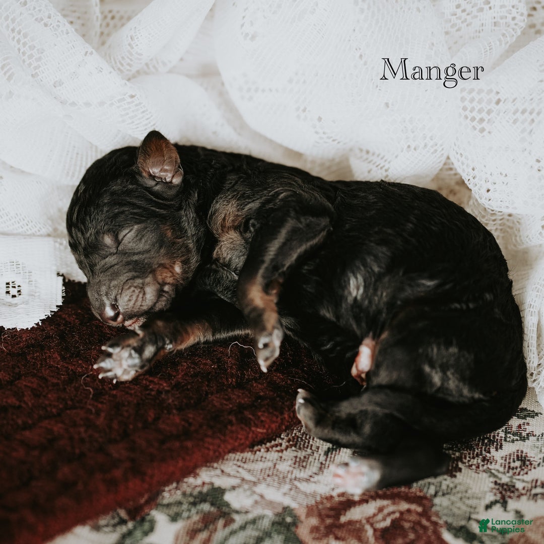 Standard Poodle dogs for sale: Manger - Ad 2