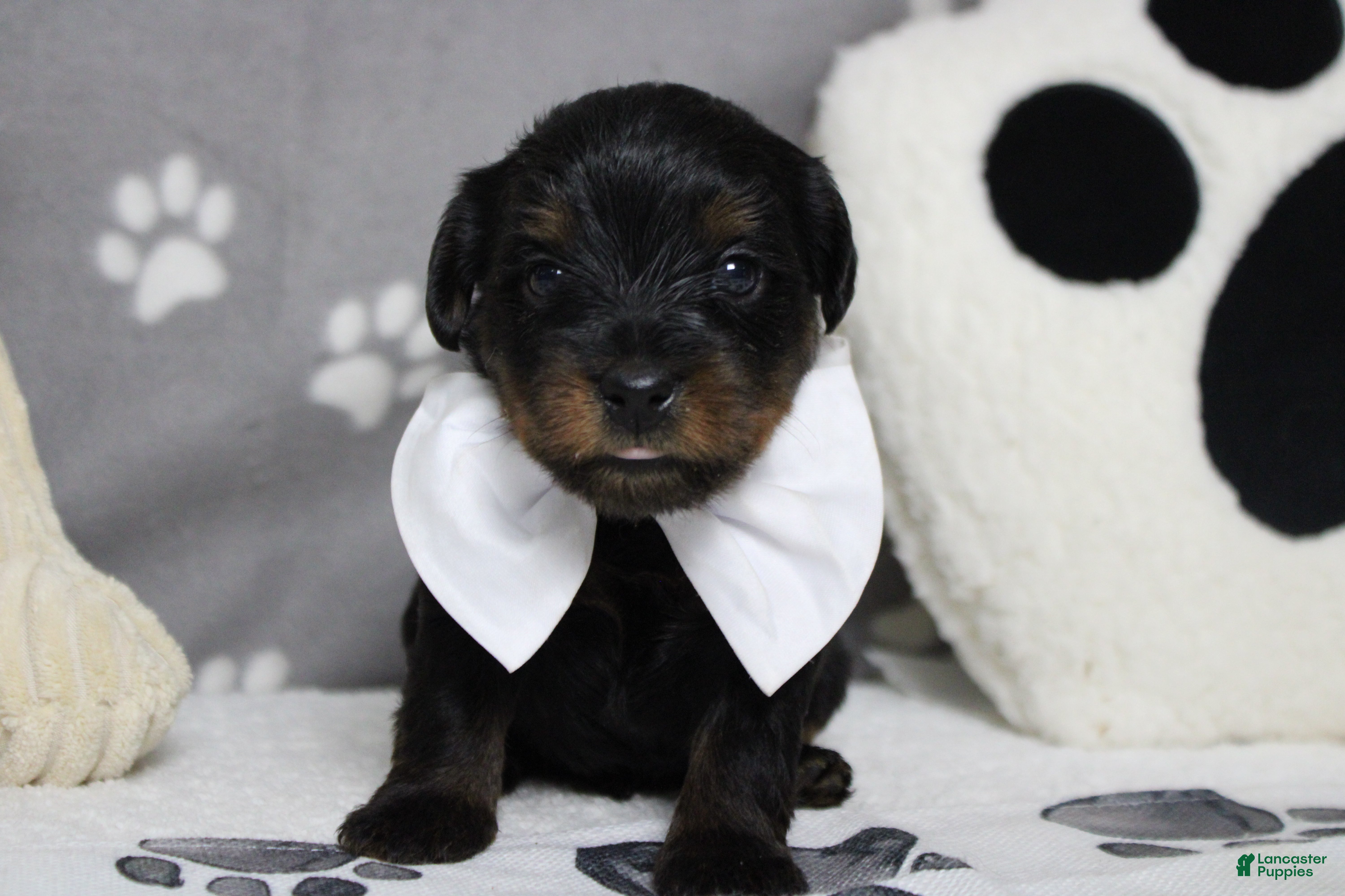 Yorkiepoo dogs Toughy - Ad 2