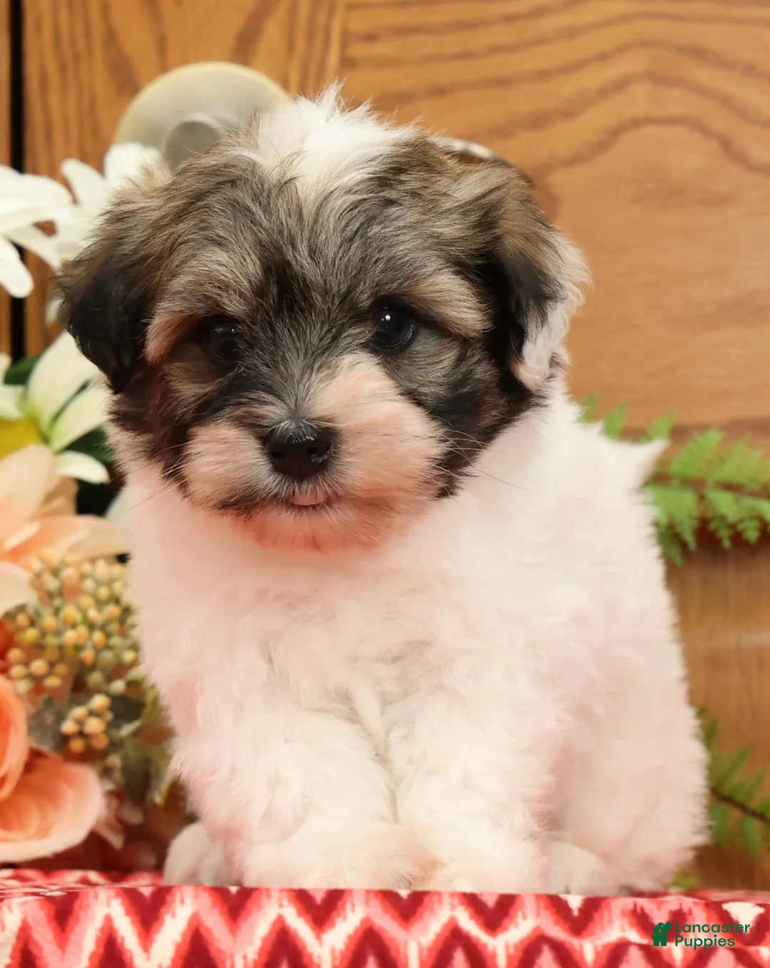Havanese dogs for sale: Randy - Ad 2