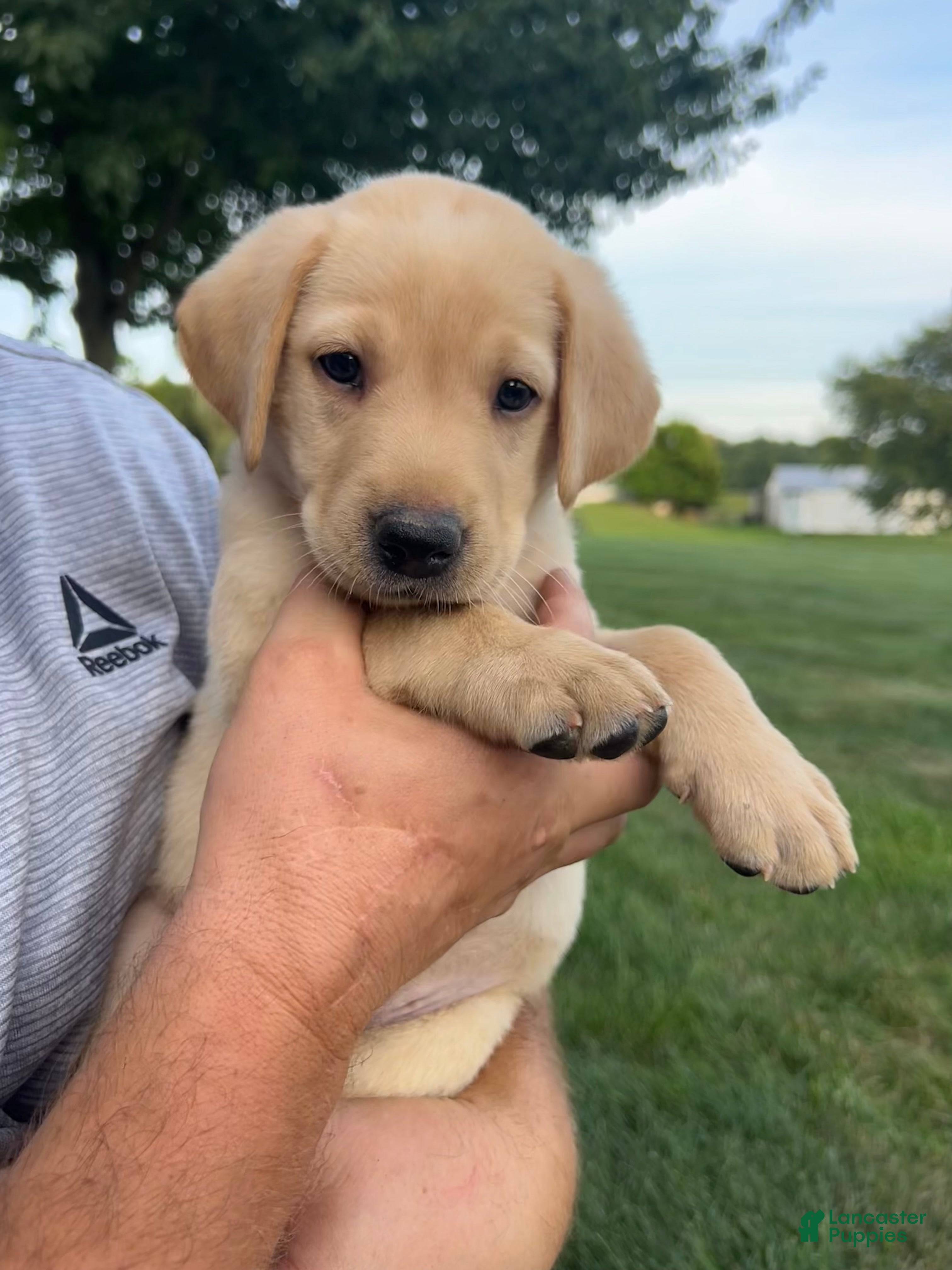 Labrador Retriever dogs  Ember - Ad 1