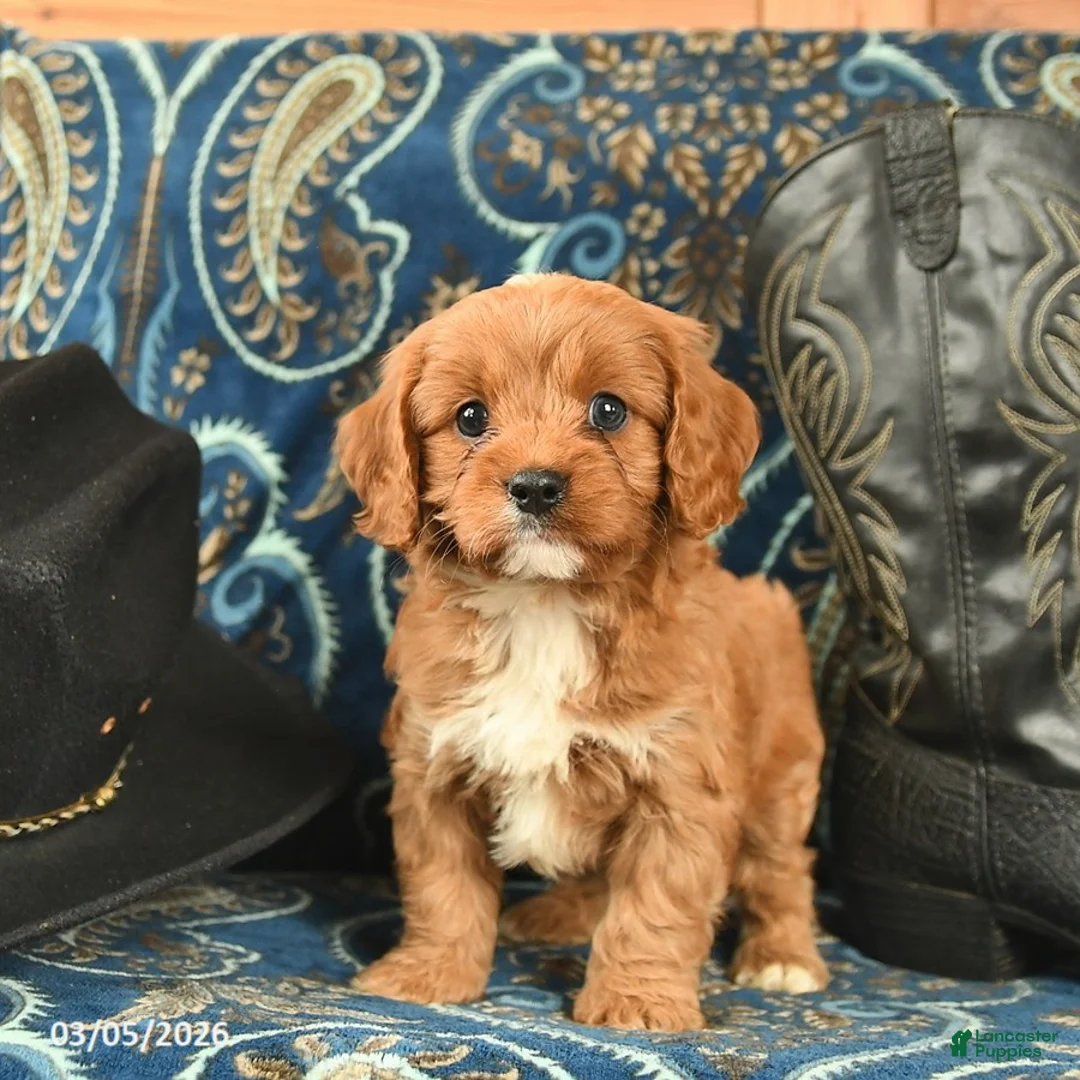 Cavapoo dogs for sale: Theo  - Ad 1