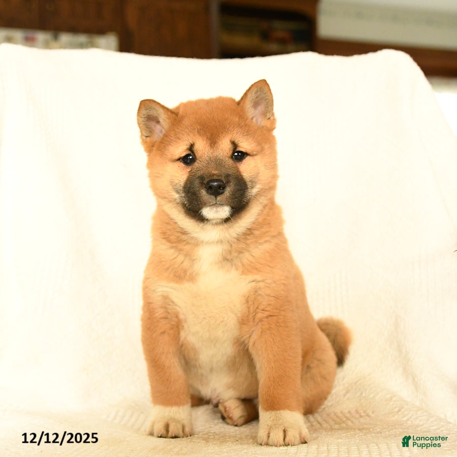 Shiba Inu dogs Puma - Ad 35