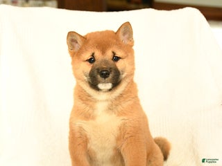 Shiba Inu dogs Puma - Ad 1