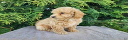 Mini Bernedoodle dogs for sale: Liam - Ad 9