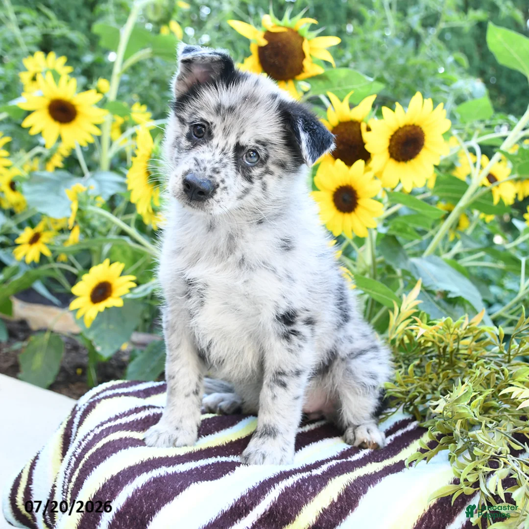 Pomsky dogs for sale: Adison - Ad 2