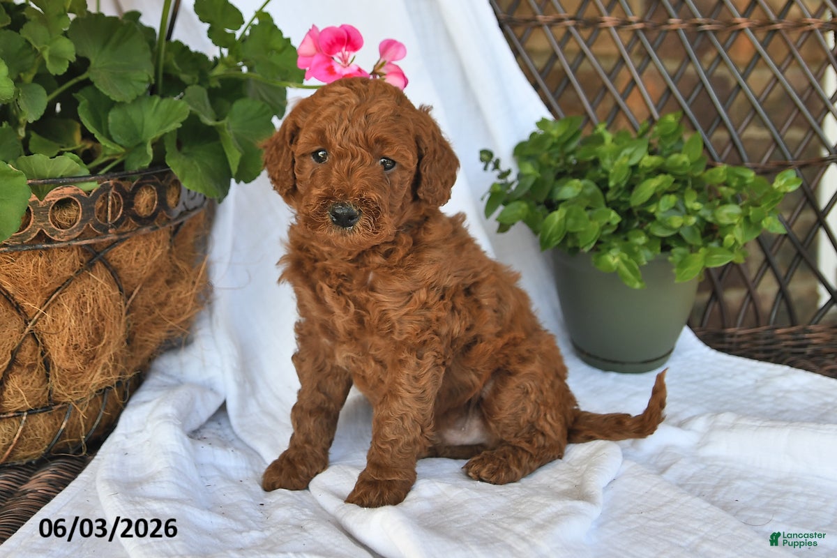 Mini Goldendoodle dogs for sale: Manny - Ad 1